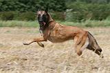 MALINOIS 953